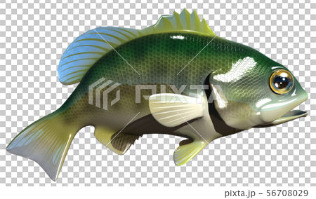 Black Bass 56708029