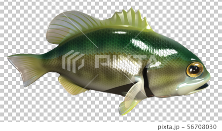 Black Bass Black Bass 56708030