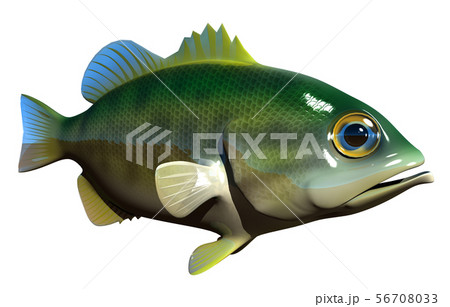 ブラックバス ブラックバス 56708033