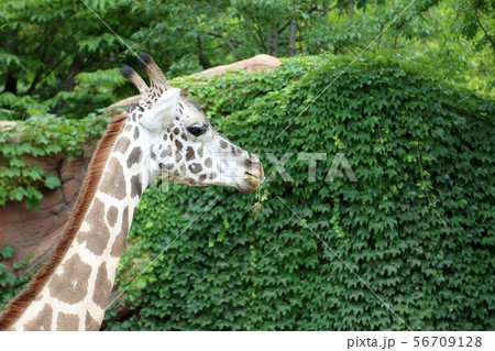 Girrafe 56709128