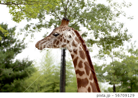 Girrafe Girrafe 56709129