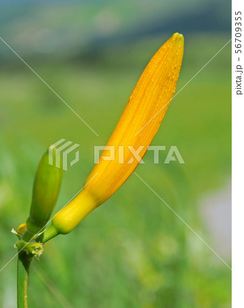 バナナのようなニッコウキスゲのつぼみ 56709355