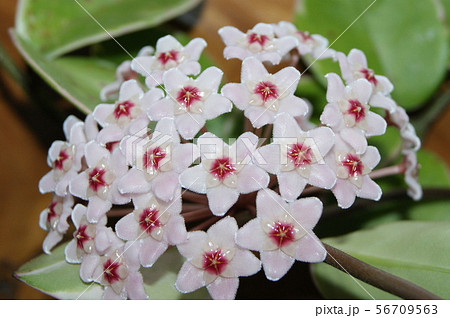サクラランの花 ホヤ カルノーサの写真素材