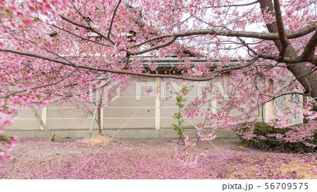 京都府 長徳寺 桜 京都府 長徳寺 桜 56709575