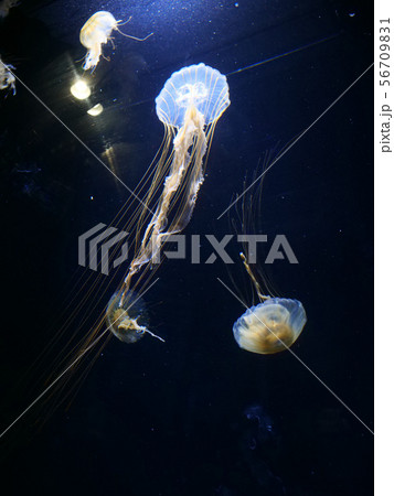 風景生物写真　水族館クラゲ　アカクラゲの乱舞　 56709831
