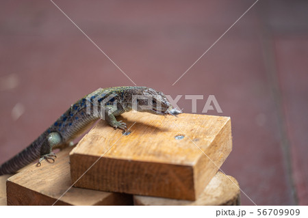 Lizard feeding demonstration.How to Feed Crickets to Reptiles 56709909