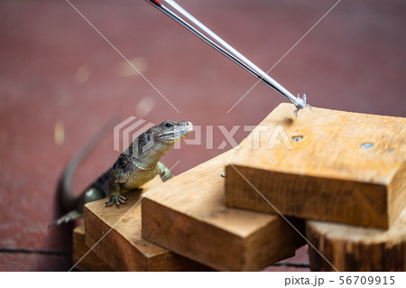 Lizard feeding demonstration.How to Feed Crickets to Reptiles Lizard feeding demonstration.How to Feed Crickets to Reptiles 56709915
