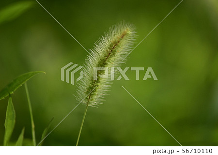 雨上がりのエノコログサ・水滴 雨上がりのエノコログサ・水滴 56710110