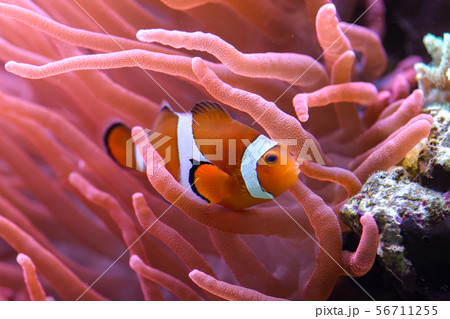 The orange clownfish Amphiprion percula , swims The orange clownfish Amphiprion percula , swims 56711255