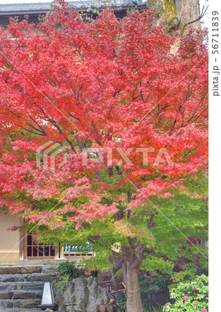 嵯峨野の紅葉 56711839