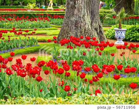 Multi Colored Tulip field 56711956