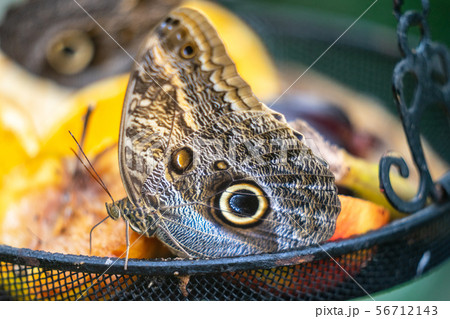Clipper butterfly, Parthenos sylvia, wings open, at rest on a butterfly feeder Clipper butterfly, Parthenos sylvia, wings open, at rest on a butterfly feeder 56712143
