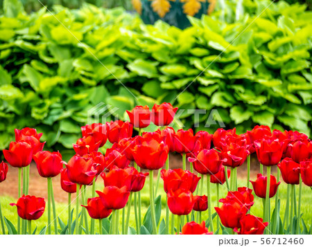 Multi Colored Tulip field 56712460