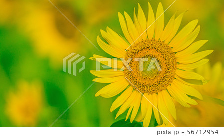 ひまわり　16：9 56712954