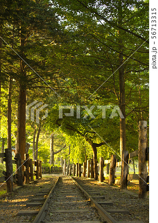 韓国 森 公園 56713315