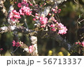 梅の花 56713337