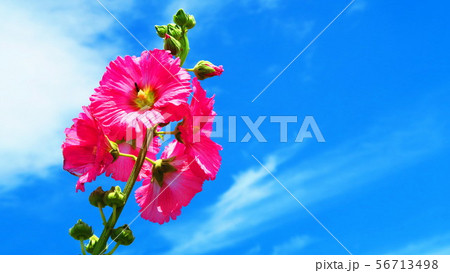 タチアオイ タチアオイ 56713498