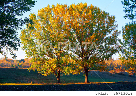 beautiful glade and trees in the autumn forest, beautiful glade and trees in the autumn forest, 56713618