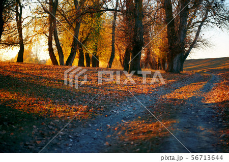 ground road and beautiful trees in the autumn ground road and beautiful trees in the autumn 56713644