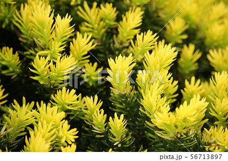 きんめきゃらぼく 56713897