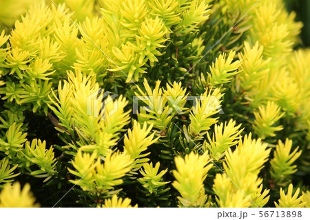 きんめきゃらぼく きんめきゃらぼく 56713898