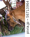 Thai cows are eating grass in the farmer's fields 56713964