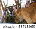 Thai cows are eating grass in the farmer's fields 56713965