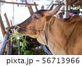 Thai cows are eating grass in the farmer's fields 56713966