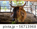 Thai cows are eating grass in the farmer's fields 56713968