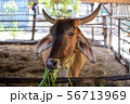 Thai cows are eating grass in the farmer's fields 56713969