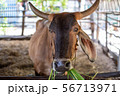Thai cows are eating grass in the farmer's fields 56713971