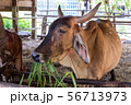 Thai cows are eating grass in the farmer's fields 56713973