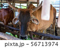 Thai cows are eating grass in the farmer's fields 56713974