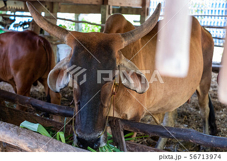 Thai cows are eating grass in the farmer's fields 56713974