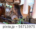 Thai cows are eating grass in the farmer's fields 56713975