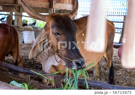 Thai cows are eating grass in the farmer's fields 56713975