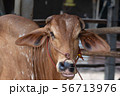 Thai cows are eating grass in the farmer's fields 56713976