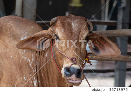 Thai cows are eating grass in the farmer's fields 56713976