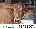 Thai cows are eating grass in the farmer's fields 56713978