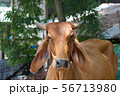 Thai cows are eating grass in the farmer's fields 56713980