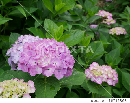 ピンクの紫陽花 56715363