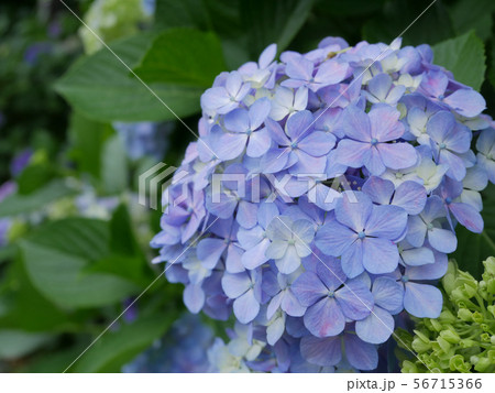 水色の紫陽花２ 56715366
