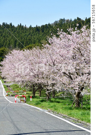 桜並木(新潟県) 桜並木(新潟県) 56715658