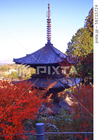 常楽寺(滋賀県 湖南市)境内の紅葉 常楽寺(滋賀県 湖南市)境内の紅葉 56715724