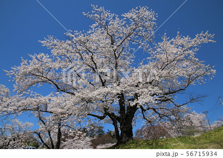 春の霞ヶ城公園（福島県・二本松市） 56715934