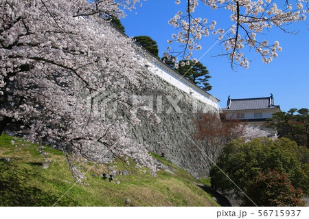 春の霞ヶ城公園（福島県・二本松市） 56715937