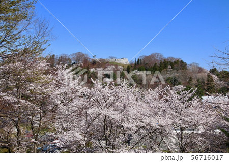 春の霞ヶ城公園（福島県・二本松市） 56716017