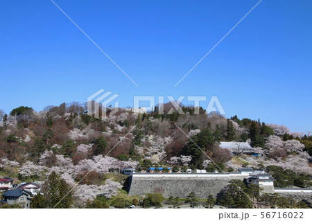 春の霞ヶ城公園（福島県・二本松市） 56716022