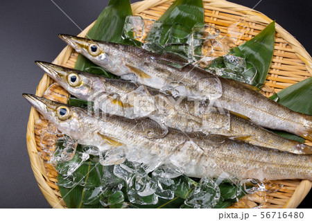 カマス 魚 カマス 魚 56716480