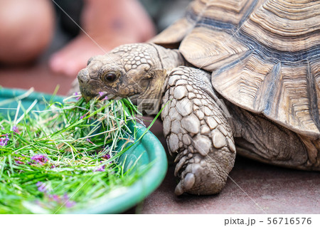 Kids feeding turtle in EDINBURGH BUTTERFLY and INSECT WORLD.Selected focus 56716576